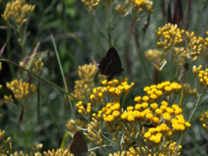 Vivers Càrex - Helichrysum italicum 